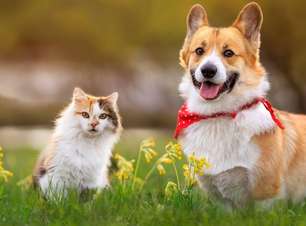 Dicas para proteger os cães e gatos das altas temperaturas
