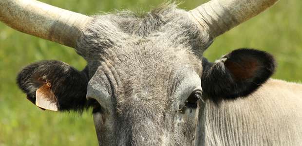 Consumo doméstico e exportações seguram preço do boi gordo