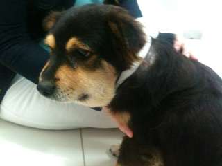 Meu cachorro esta com o pescoço inchado Clearance