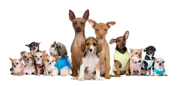 Você teria coragem de gastar uma boa quantia para ter um melhor amigo? Tem muita gente por aí que compra cães por um preço considerado absurdo por alguns. "No Brasil, os valores são mais altos devido ao trabalho que os cachorros podem oferecer. Alguns são mais exóticos ou mais frágeis e também tem os que estão na moda", diz Giuliana Tessari, veterinária da PetCenter Marginal, de São Paulo