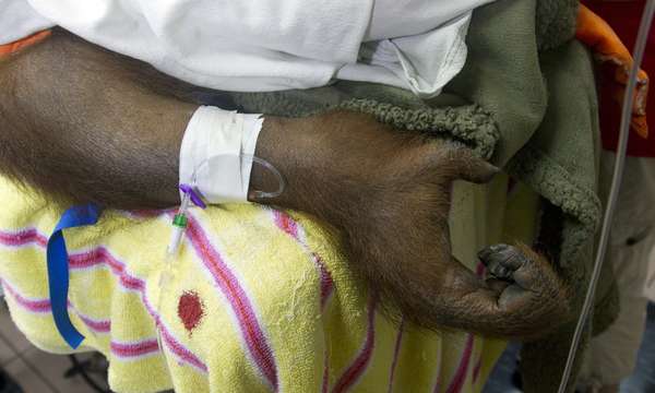 "Peanut", una orangután hembra de 8 años que padece de cáncer y es una de las atracciones más visitadas del Jungle Island de Miami (Florida) ha sido sometida a quimioterapia, un tratamiento que se realiza por primera vez sobre este tipo de grandes simios. A "Peanut" se le diagnosticó recientemente un linfoma maligno y, tras someterla a un cirugía abdominal, se le practico un tratamiento de quimioterapia.