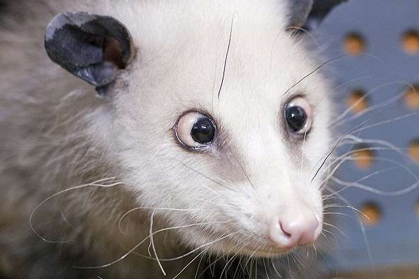 En en el mundo hay una gran variedad de animales raros. Algunos, son así por naturaleza. Otros han nacido con alguna anomalidad. Haidi, la famosa zarigüeya bizca alemana, es la estrella del zoológico de Leipzig. Se convirtió en un personaje conocido a nivel nacional en diciembre, cuando su foto apareció en el periódico de gran tirada Bild. Dada la venta de productos promocionados, la canción escrita en su nombre y sus más de 330.000 seguidores en Facebook, la muerte de Heidi será llorada por muchos.
