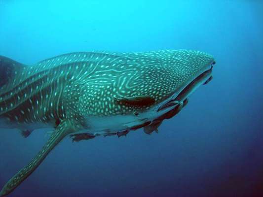 Puerto Ayora, Equador: situada no sul da ilha de Santa Cruz, Puerto Ayora é a maior cidade do arquipélago das Galápagos, importante reserva natural a 1 mil km do litoral do Equador continental. Com uma boa estrutura turística, a cidade é o ponto de partida para as principais excursões que levam os visitantes para conhecer a fauna local, que conta com iguanas marinhas, tartarugas gigantes, pinguins e tubarões-baleia. Empresas como Aqua-Firma, Academy Bay Divind e Scuba Galápagos organizam excursões de mergulho para avistar o maior dos tubarões, muito presentes na região entre maio e outubro