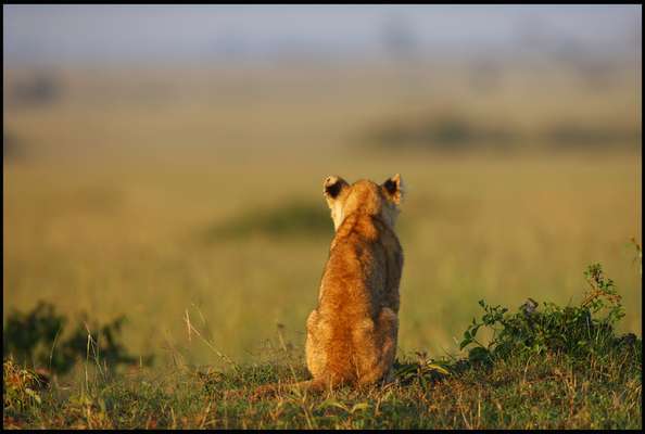 O fotógrafo Serhat Demiroglu registrou um momento curioso na reserva Masai Mara, no Quênia