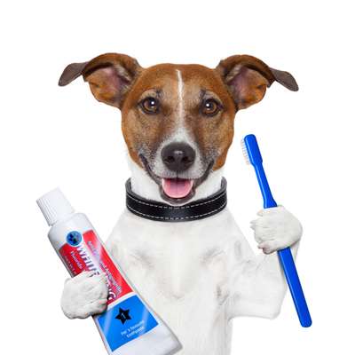 Assim como os humanos, cães e gatos precisam de cuidados com os dentes. Segundo a Associação Brasileira de Odontologia Veterinária (ABOV), a periodontite doença de gengiva está entre os problemas mais enfrentados pelos bichinhos. Fraturas, tártaro e mau hálito também estão na lista de doenças bucais que participaram de um estudo da entidade.