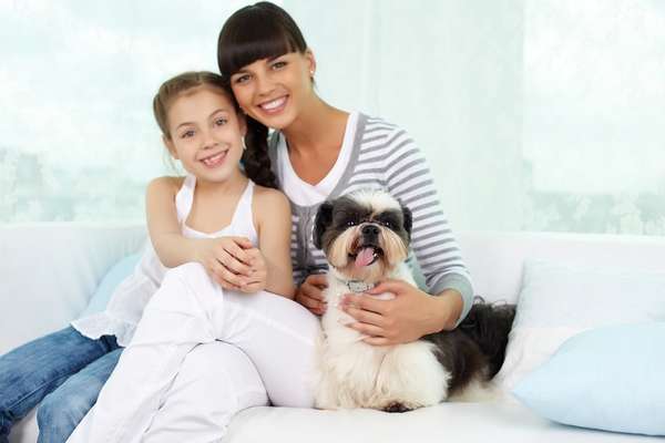 O shih tzu é brincalhão e companheiro, além de independente