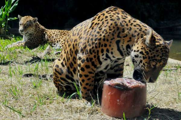 As altas temperaturas do verão fizeram o Gramadozoo, na Serra Gaúcha, dar picolés de carne e peixe para os pumas (Puma concolor) e as onças-pintadas e pretas (Panthera onca). Segundo o zoológico, a medida ainda serviu para diminuir o estresse do cativeiro