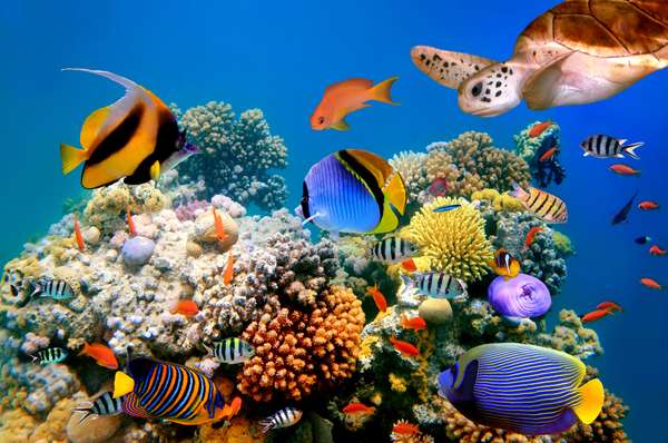 Considerado o maior aquário do mundo, o Sea Aquarium, localizado em Curaçao, possui mais de 800 espécies de animais marinhos
