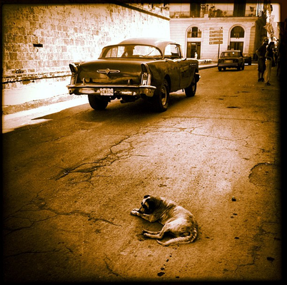 La sensibilidad artística de Eva Amaral para la fotografía se refleja en este perro solitario en medio de la carretera.