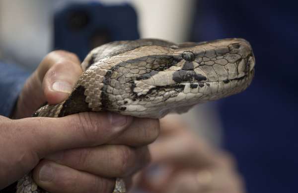 El polémico concurso organizado por las autoridades de Florida para llamar la atención sobre el problema que supone la superpoblación de pitones birmanas se cerró con la captura de 68 ejemplares en un mes, entre ellos uno de 4,35 metros de largo. Así lo anunció este sábado la Comisión para la Pesca y Fauna Salvaje de Florida (FWC) en la ceremonia de entrega de premios, que tuvo lugar en el zoológico de Miami.