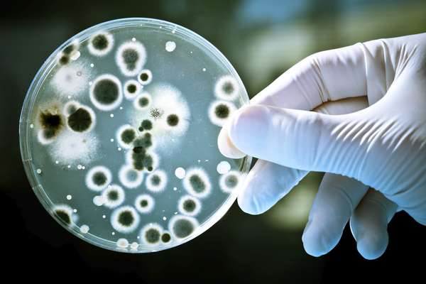 El mal aliento y la caries son molestias orales bastante comunes en nuestra sociedad. Aunque sus causas sean múltiples, la gran mayoría es causada por pequeños microorganismos que viven en la flora bucal: las bacterias.