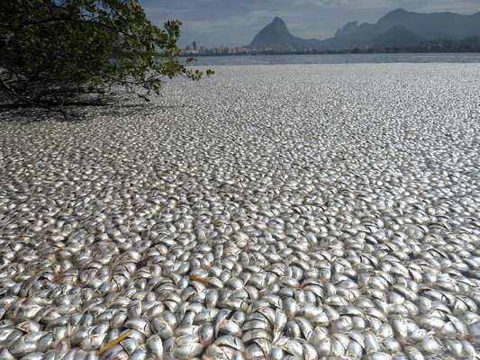 A mortandade de peixes já é a segunda maior da história na lagoa. Em 2009, a prefeitura recolheu mais de 100 toneladas no maior desastre ambiental em um dos cartões postais do Rio de Janeiro