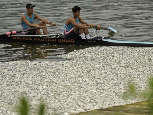 Toneladas de peixes mortos atrapalharam a seletiva para formação da Seleção Brasileira de remo nesta quinta-feira, na Lagoa Rodrigo de Freitas, no Rio de Janeiro; veja