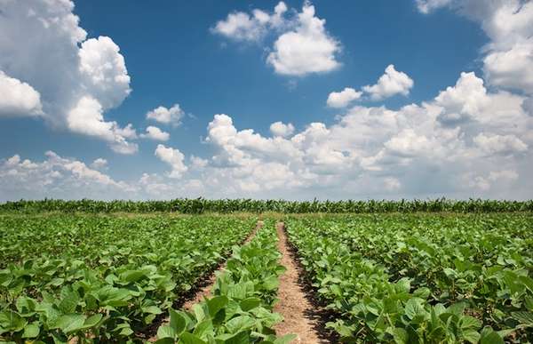 China consome cerca de 66% da produção de soja brasileira