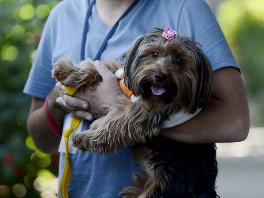 O Centro de Controle de Zoonoses (CCZ) de São Paulo realiza neste sábado uma feira de adoção de cães e gatos na sede do CCZ, na rua Santa Eulália, em Santana, zona norte da capital paulista