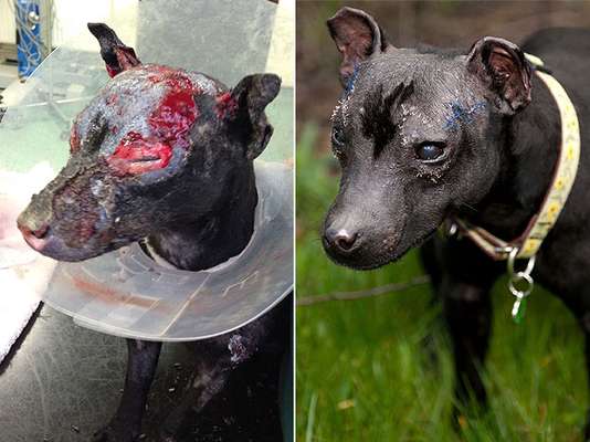 Cadela Delilah foi encontrada com a cabeça queimada, hipotermia e diversas marcas de mordida