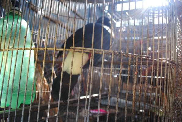 A 30ª Fiscalização Preventiva Integrada teve início no último dia 15, e apreendeu animais silvestres mantidos ilegalmente em cativeiro em diversas cidades da Bahia