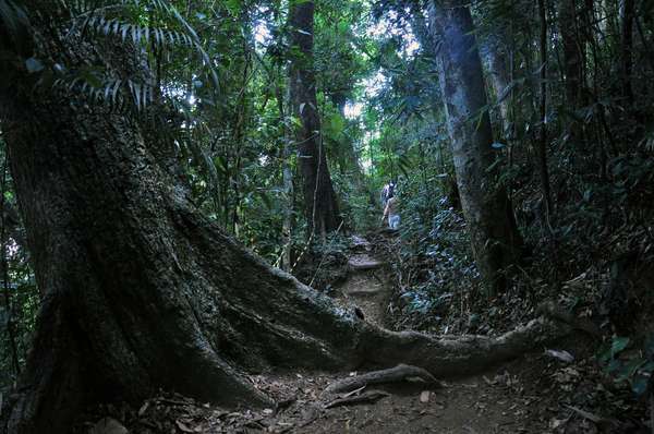 Floresta da TijucaAcostumados a viver em sintonia com a natureza, os cariocas tem numerosos pontos para curtir as belezas da região. Uma delas é a Floresta da Tijuca, terceira maior área verde urbana do Brasil, com mais de 3.800 hectares de densa vegetação, morros, trilhas e grutas