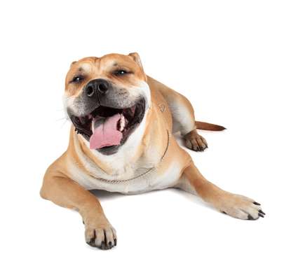 Mesmo com as pessoas tendo cada vez mais consciência sobre as necessidades de cães e gatos, a boca dos bichinhos ainda é negligenciada