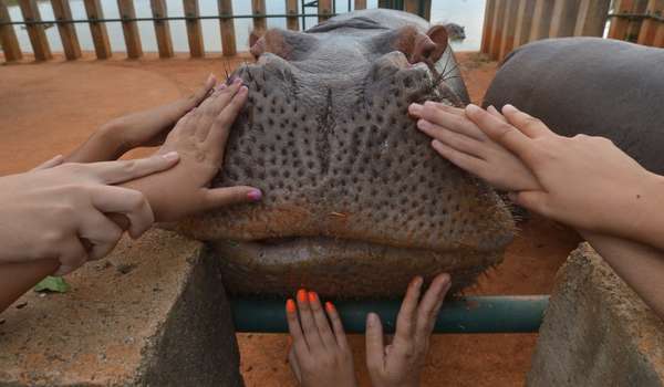 O Projeto Zoo Toque leva estudantes ao zoológico para descobrirem, pelo tato, como são os animais