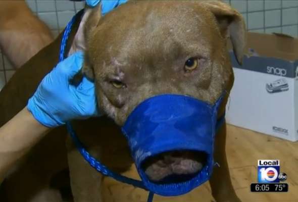 Frame de TV mostra um dos cães utilizados em brigas dentro do porta-malas de carros na localidade de Gould, Estado americano da Flórida