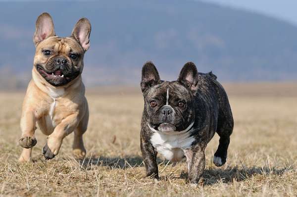 Em 2012, foi registrada a entrada de 1.067 cães no País, e a raça mais importada foi a Buldogue Francês
