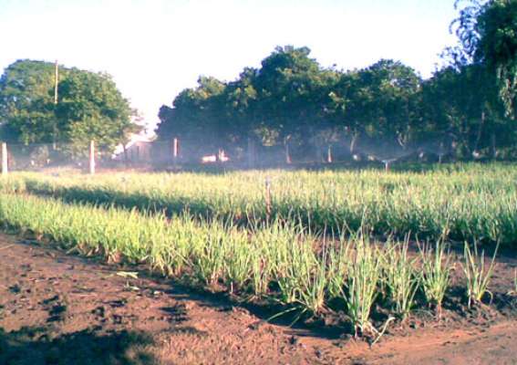 Custo para implementação dos sistemas de irrigação mais acessíveis varia de R$ 3 mil a R$ 5 mil, de acordo com Empresa Brasileira de Assistência Técnica e Extensão Rural de Minas Gerais