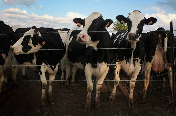 Principal produto brasileiro importado pela Venezuela são bovinos vivos