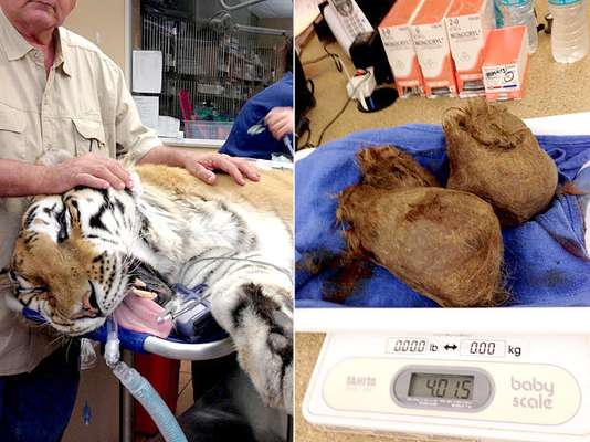 Pesando 180 quilos, o tigre Ty, 17 anos, engoliu tantos pelos que formou um conjunto do tamanho de uma bola de basquete no intestino