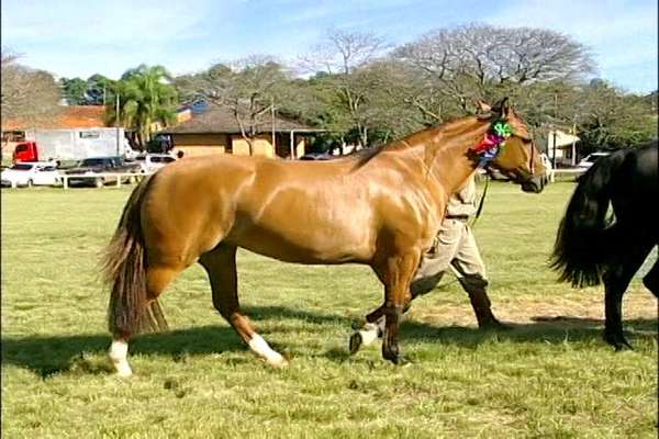 Objetivo das exigências no transporte de equinos é frear as doenças e controlar a sanidade animal
