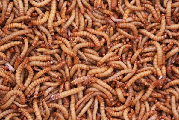 O besouro tenebrio comum é o inseto comestível líder de produção no Brasil. As larvas servem de alimento para pássaros como o azulão e o sabiá, por exemplo