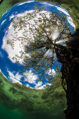 Categoria: recifes de coralEsta perspectiva incomum da natureza foi escolhida a melhor imagem subaquática no concurso DEEP Indonesia 2013, que reuniu registros da vida selvagem debaixo d'água. Além do prêmio geral, o fotógrafo Hamid Rad também venceu na categoria dedicada às fotos de corais com esta imagem feita em Nova Guiné e intitulada "Perspectiva Diferente". Confira, a seguir, as demais fotos premiadas