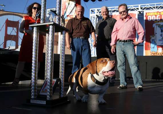 Walle, o vencedor do 25º Concurso Anual de Cachorro Mais Feio, caminha no palco logo após receber seu troféu
