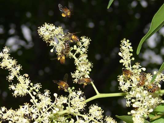 Polinização, como a praticada pela abelha africanizada em flores da cajazeira, atua diretamente na produtividade do cultivo