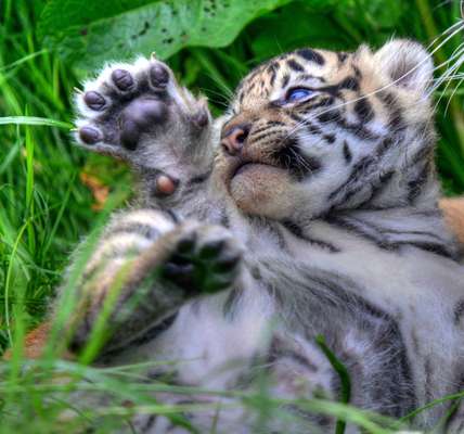 Dois tigres-de-Sumatra (Panthera tigris sumatrae) fazem a primeira aparição no zoológico de Chester, no Reino Unido. A subespécie é considerada "criticamente ameaçada" de extinção pela União Internacional pela Conservação da Natureza