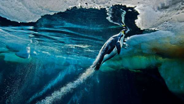 Habituado ao frio extremo, Paul Nicklen vive em uma ilha do Ártico canadense desde os quatro anos de idade. Após anos de colaboração com revistas como a 'National Geographic', Nicklen é considerado um profissional experiente com expedições de mais de 10 mil quilômetros pelo Ártico no currículo. Nesta imagem, ele retrata um pinguim imperador na Antártida, na região do mar de Ross