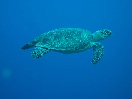Mergulho em BelizeCom praias paradisíacas no Caribe, selvas repletas de vegetação, animais e mais de 600 espécies de aves, Belize é o destino certo para quem procura encontrar a natureza em seu estado mais puro. Mas é embaixo de suas águas cristalinas que o pequeno país da América central se destaca, com reservas marinhas como a de Hol Chan, com diferentes tipos de corais, peixes coloridos, tubarões inofensivos e arraias