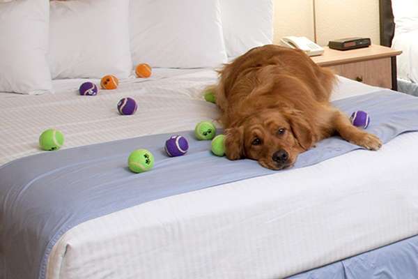 Best Western Fallsview Hotel, Canadá: situado a poucos passos do Parque Queen Victoria e das Cataratas do Niágara, o hotel Best Western Fallsview recebe bem os cachorros desde a sua chegada. Na recepção, os cães ganham biscoitos e uma sacola de viagem com brinquedos e guloseimas caninas. Diárias a partir de R$ 192 para humanos e R$ 52 para cachorros