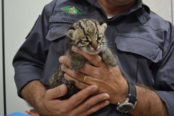Policial segura filhote de jaguatirica resgatado Lins, no interior de São Paulo