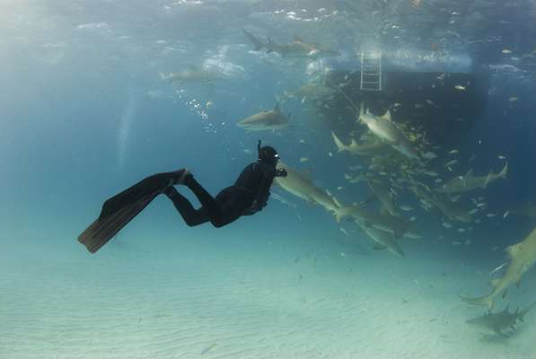 BahamasApesar de paradisíacas, as águas cristalinas das Bahamas abrigam cerca de quarenta espécies diferentes de tubarões. Em áreas como as ilhas Bimini, é possível avistar abundantes tubarões-touro em mergulhos em jaulas. Para os menos corajosos, nada como passeios em submarino para ver de perto os perigosos animais