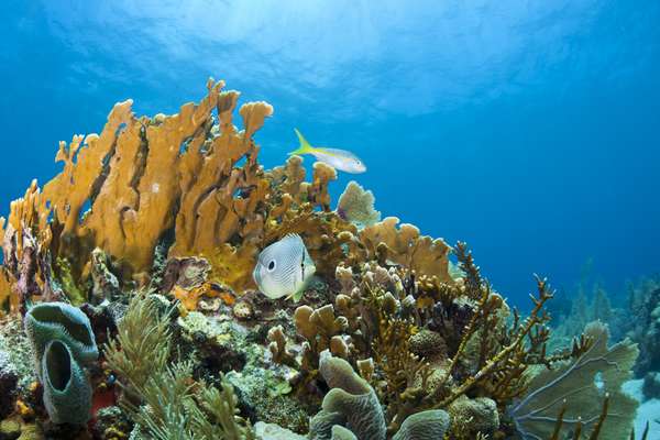 A ilha de Roatán, em Honduras, é um paraíso caribenho ideal para quem gosta de observar a vida marinha