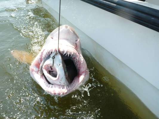 Pesquisadores de um laboratório da Universidade de Delaware (EUA) foram surpreendidos quando um pequeno tubarão que eles haviam fisgado foi devorado inteiro por um predador maior. Ao Terra, o Orb Lab confirmou que a foto é real. "Nós estamos estudando o tubarão-touro na baía de Delaware e, em nossa tentativa de capturar um, este pequeno tubarão tomou nossa isca. Infelizmente para o pequeno tubarão, o tubarão-touro ainda estava com fome!", diz o laboratório em mensagem. Veja a seguir outras imagens que, de tão surpreendentes, não parecem reais