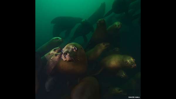 Uma exposição do fotógrafo David Hall em Vancouver reúne imagens impressionantes da vida aquática dos rios e da costa canadense.