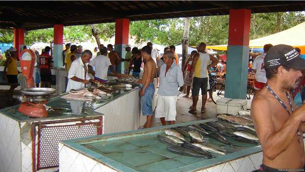 Um estudo realizado no sul da Bahia revelou que sete espécies de peixe anteriormente comuns na região estão desaparecendo. A pesquisa ouviu pescadores no Mercado da Tarifa, em Porto Seguro