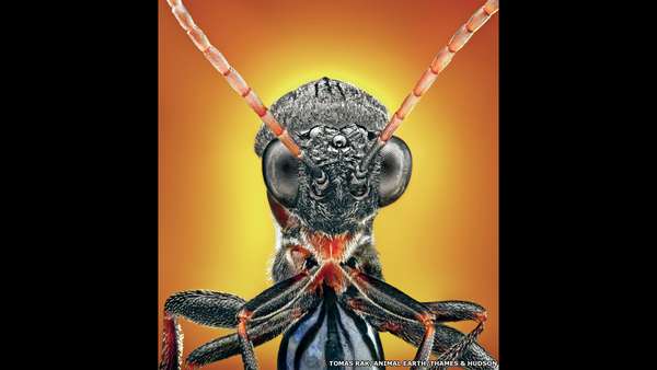 Muitas criaturas no planeta estão escondidas ou são preteridas em favor de animais mais 'impressionantes' como tigres, tubarões e elefantes. Em seu novo livro, o zoólogo britânico Ross Piper diz querer reequilibrar este quadro mostrando espécies pouco conhecidas, para dar ao público uma visão mais ampla da diversidade animal. Acima, uma vespa