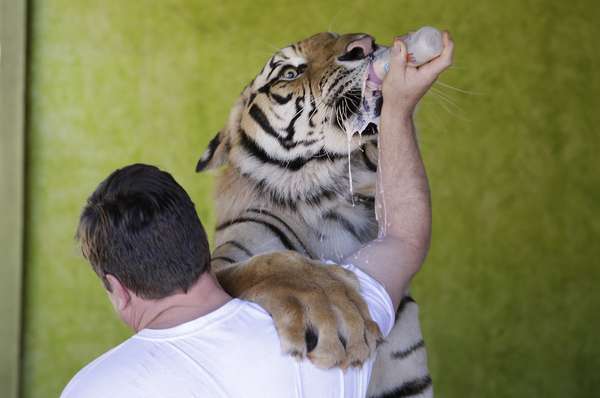 Ary Borges dá leite na mamadeira para o tigre Dan, que pesa mais de 315 quilos e é tratado como animal doméstico na casa da família em Maringá (PR)