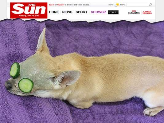 Segundo o jornal Daily Mail, o petshop Pawfection, na Inglaterra, cobra até 100 libras, mais de R$ 300, por uma sessão de embelezamento