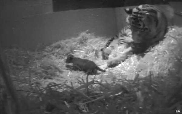 Câmeras ocultas capturaram o nascimento do primeiro filhote de tigre no Zoológico de Londres em 17 anos. A fêmea de tigre-de-sumatra Melati deu à luz ao filhote no dia 22 de setembro, após seis minutos de trabalho de parto