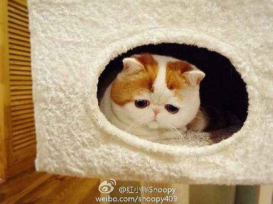 Um pequeno gatinho chinês vem conquistando muitos fãs na web, rompendo as fronteiras da internet chinesa. Snoopy, que vive em Chengdu, na província de Sichuan, faz sucesso na rede de microblos chinesa Weibo, onde já conta com mais de 275 mil seguidores. Na sua conta do Instagram, mais de 200 mil pessoas seguem o pet, uma mistura de gato de pelo curto americano com persa