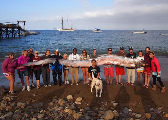 Um exemplar do lendário peixe-remo, o maior peixe ósseo do mundo, foi encontrado em uma praia na Ilha de Santa Catalina, na Califórnia. Um instrutor de uma escola de navegação descobriu a carcaça do animal enquanto mergulhava na região. Com 5,4 metros, o peixe foi carregado por 15 pessoas no dia 13 de outubro. Leia mais -
